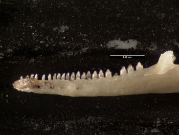 Media type: image;   Herpetology R-140032